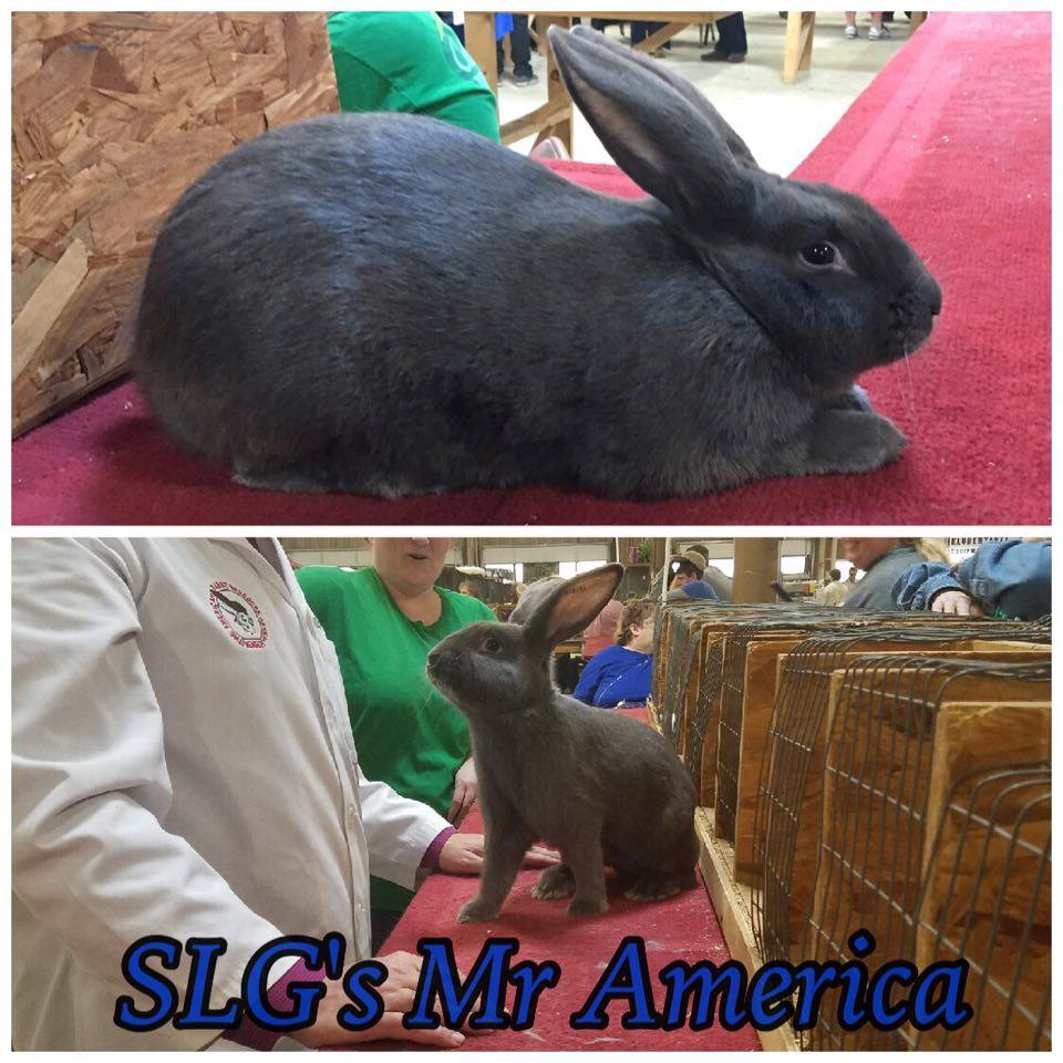 SLG's Mr. America